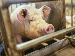 Risultati immagini per porco