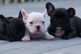 Brindle puppies 1 male and 1 female available. Pin On French Bulldogs