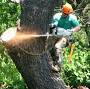 Joel's tree service from jolestreeservice.com