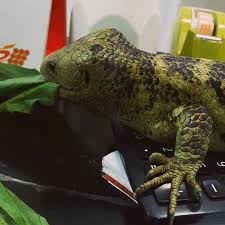 Take on the role of a kind and loving vet, and nurse a wide variety of animals back to health. Pet Care Vet Ampera Home Facebook