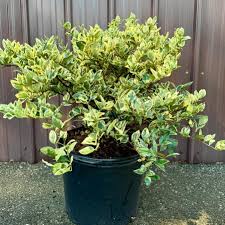 Image result for Ligustrum