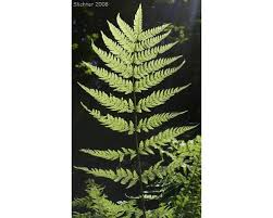 Image result for Dryopteris antarctica