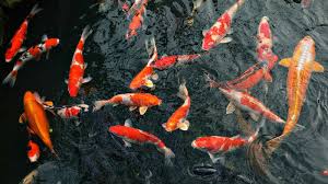 Straight out bans will be handed. Best Rated Koi Food For Growth Color In 2021 Reviews