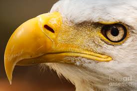Eagle eyes 100% authentic, original packaging, designeroptics.com. Pin By Baby In A Trenchcoat On Animals Bald Eagle Eagles Animals