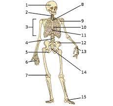 Anatomy Practical Questions Anatomy Drawing Diagram