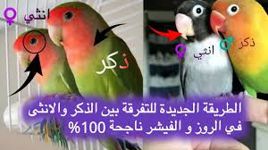 طريقة التفرقة بين الذكر والانثى في طيور الروز و الفيشر الصحيحة 100 قناة الببغاوات Youtube