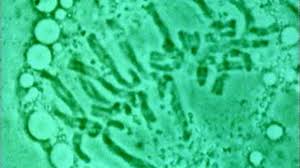 Water leaves the cell by osmosis. Bbc Two Bitesize Biology Plant And Animal Cell Structures