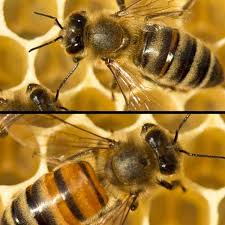 Choosing The Best Types Of Honey Bees Carolina Honeybees