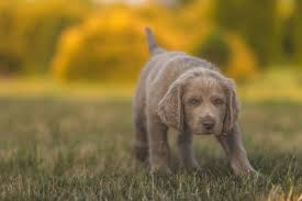 Image result for výmarský dlouhosrstý ohař