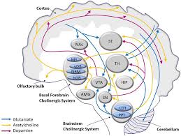 Check spelling or type a new query. Frontiers The Biology And Pathobiology Of Glutamatergic Cholinergic And Dopaminergic Signaling In The Aging Brain Frontiers In Aging Neuroscience