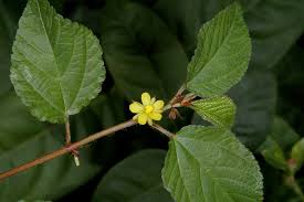 Image result for Corchorus aestuans