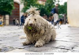 Image result for Komondor