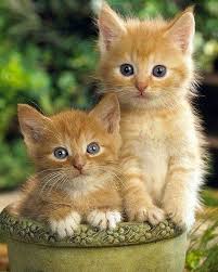 Doga Ve Hayvan Sevgisi In Instagram Gonderisi 24 Mar 2019 2 57os Utc Hayvan Cute Kittens Sevimli Kedi Yavrulari