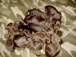 Boykin males $1200 and females $1500.you can reserve by card for $200 with balance due at time of pick up or shipping. Boykin Spaniel Puppies Bss Ready At Christmas Mom Dad On Site For Sale In Woodruff South Carolina Classified Americanlisted Com
