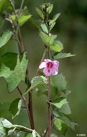 Image result for Urena