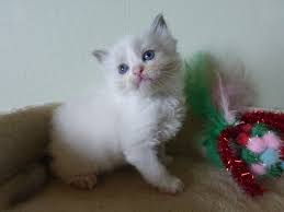When our ragdoll kittens leave here they are well adjusted, confident, floppy and lovable ragdolls. Current Ragdoll Kittens For Sale Washington State