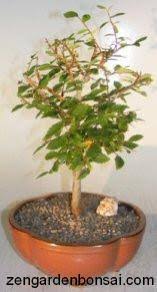 Her tür ağaç, hatta her tür bitkiden yapılabilir. Bonsai Agaci Hakkinda Merak Ettikleriniz