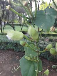 Image result for Combretum apiculatum