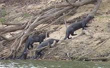 It turns out the thick, luscious fur that keeps them dry and warm has been a long coveted possession of humans. Giant Otter Wikipedia