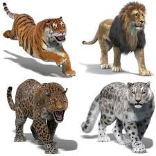Animated Lion 3d Model In 2020 Big Cats Cartoon Tiger Cat Fur