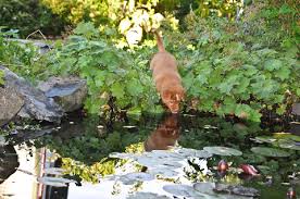 Image result for site:byggahus.se damm