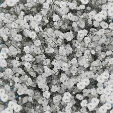 Baby's breath (scientific names gypsophila paniculata and gypsophila elegans) is a small, white flower most commonly known for being a filler in cut flower arrangements, especially ones featuring roses. Fresh Baby S Breath Globalrose