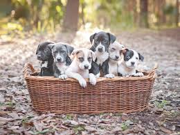 30+ best indoor dog kennel ideas. How To Find And Choose A Pit Bull Breeder Lovetoknow