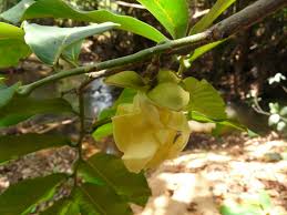 Image result for Hexalobus