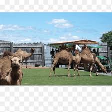 Kui reisite adirondack animal land ja vajate hotelli, on mitu adirondack animal land hotelli, kus saate peatuda. Adirondack Animal Land Dromedary Upstate New York Giraffe Zoo Land Animals Mammal Animals Png Pngegg