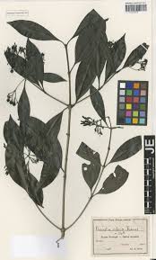 Image result for Macledium kirkii