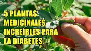 ¿cómo te puedes curar la diabetes teniendo uno o varios amantes? 5 Plantas Medicinales Para Diabetes Sabrosas Y Muy Saludables Youtube
