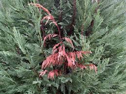 Leyland cypress trees can look very similar to other coniferous trees, but studying its leaves helps to make a positive identification of the correct tree species. Seiridium Cankers On Leyland Cypress
