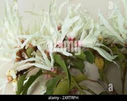 Image result for Trichocladus