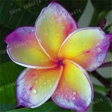 100pcs Home Garden Frangipani Mixed Color Plumeria Rubra Flower Plantas Decoration Romance Egg Flowers Bonsai Plumeria Flowers Beautiful Flowers Pretty Flowers