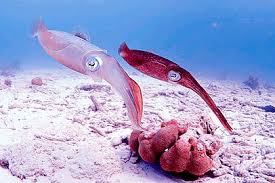 Sotong memilik tulang di dalam tubuhnya yang berbentuk pastikan untuk memilih cumi atau sotong dengan badan yang utuh. Sotong Terumbu Caribbean Wikipedia Bahasa Melayu Ensiklopedia Bebas