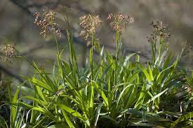 Image result for Juncaceae