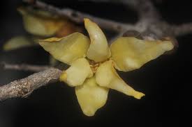 Image result for Hexalobus monopetalus