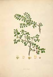 Image result for Ormocarpum sennoides