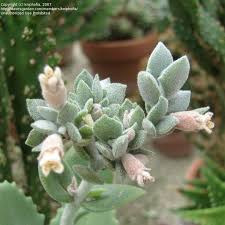Kalanchoe Millotii Millot Kalanchoe Kalanchoe Millotii Raym Hamet H Perrier Live Plant In 2020 Succulents Plants Cacti And Succulents