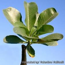 Image result for Adenium boehmianum