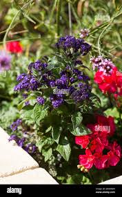 Image result for Heliotropium lineare