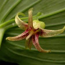 Image result for Jasminum streptopus