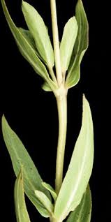 Image result for Pentanisia