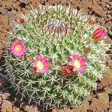 Le piante sono dei vegetali e possono essere classificate secondo alcune caratteristiche. Piante Grasse Come Curare Coltivare E Far Fiorire Le Piante Grasse