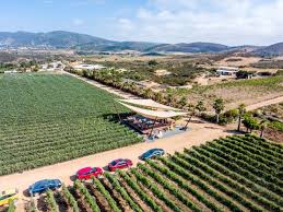 Enjoying The Rows Of Vines In Mexican Wine Country Valle De Guadalupe Mexiko