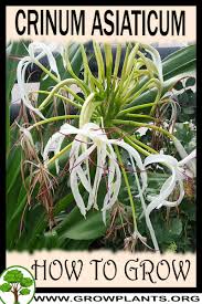 Image result for Crinum aurantiacum