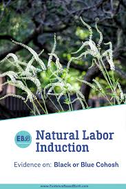 Natural Labor Induction Series Blue Cohosh Or Black Cohosh Evidence Based Birth
