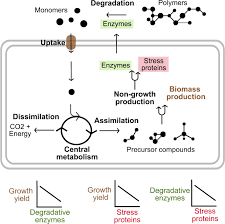 Some proteins interact with other proteins. Defining Trait Based Microbial Strategies With Consequences For Soil Carbon Cycling Under Climate Change The Isme Journal