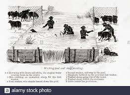 Professional student, emcee, motivational speaker, future human rights attorney. Waschmaschine Pool Und Schafe Waschen Aus Dem Buch Die Farm Von Schottischen Landwirt Und Agriculturalist Henry Stephens 1795 1874 Erst In Den 1840ern Veroffentlicht Diese Abbildung Aus Eine Uberarbeitete Ausgabe 1870 Stockfotografie Alamy