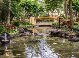 Maybe you would like to learn more about one of these? 9 Ideas To Make Your Koi Pond Experience Even Better Koi Care